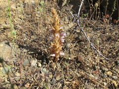 Phelipanche orientalis