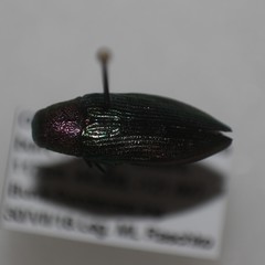 Buprestis connexa