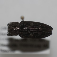 Chrysobothris dentipes