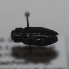 Chrysobothris leechi