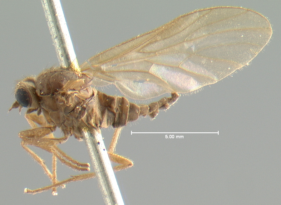 Bolbomyiid Snipe Flies
