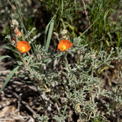 Sphaeralcea digitata