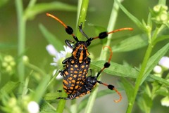 Aristobia approximator