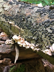 Panellus pusillus