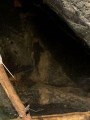 Salvelinus fontinalis