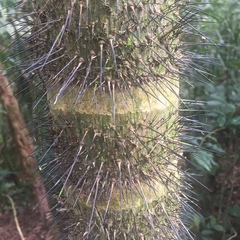 Bactris gasipaes