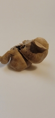 Panellus pusillus