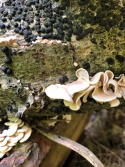 Panellus pusillus
