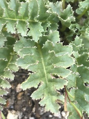 Pedicularis centranthera