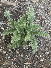 Pedicularis centranthera