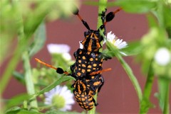 Aristobia approximator