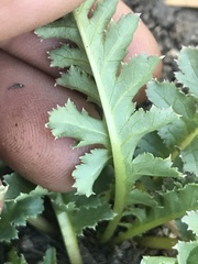 Pedicularis centranthera