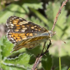 Phyciodes pulchella camillus