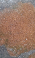 Crossocalyx hellerianus