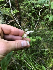 Eriophorum viridicarinatum