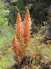 Orobanche rosea