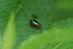 Kuschelina gibbitarsa