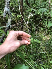 Eriophorum viridicarinatum