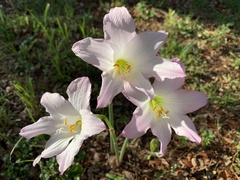 Zephyranthes robusta