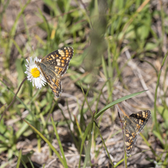 Phyciodes pulchella camillus