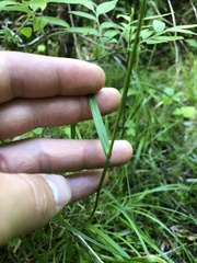Eriophorum viridicarinatum