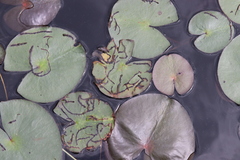 Polypedilum braseniae