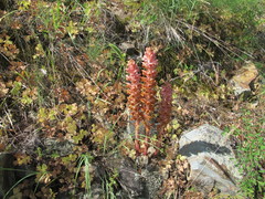 Orobanche rosea