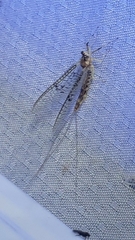 Ephemera varia