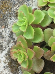 Phedimus stellatus