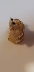 Panellus pusillus