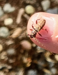 Opsimus quadrilineatus