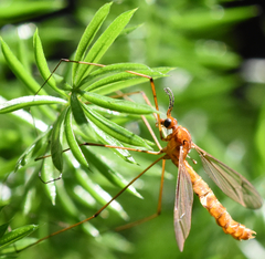 Nephrotoma suturalis