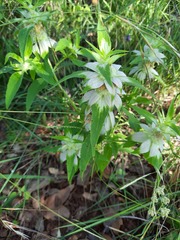 Monarda stanfieldii