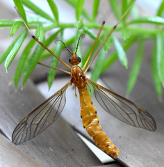 Nephrotoma suturalis