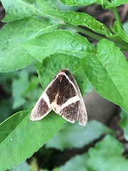 Fodina