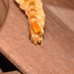 Nephrotoma suturalis