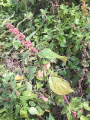 Parietaria officinalis