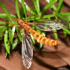 Nephrotoma suturalis