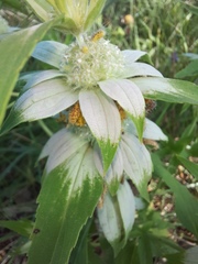 Monarda stanfieldii