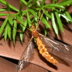 Nephrotoma suturalis