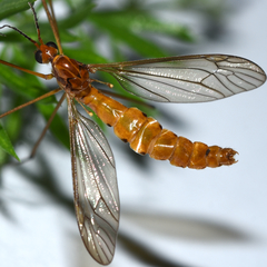 Nephrotoma suturalis