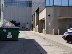 Larus brachyrhynchus