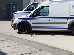 Larus brachyrhynchus