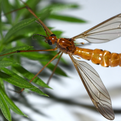 Nephrotoma suturalis