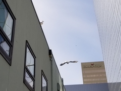 Larus brachyrhynchus