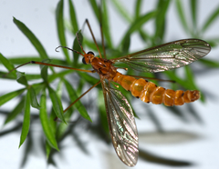 Nephrotoma suturalis