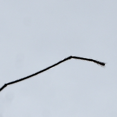 Nephrotoma suturalis