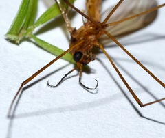 Nephrotoma suturalis