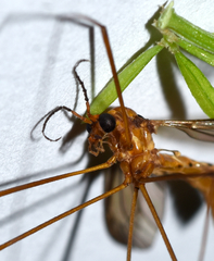 Nephrotoma suturalis