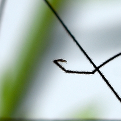 Nephrotoma suturalis